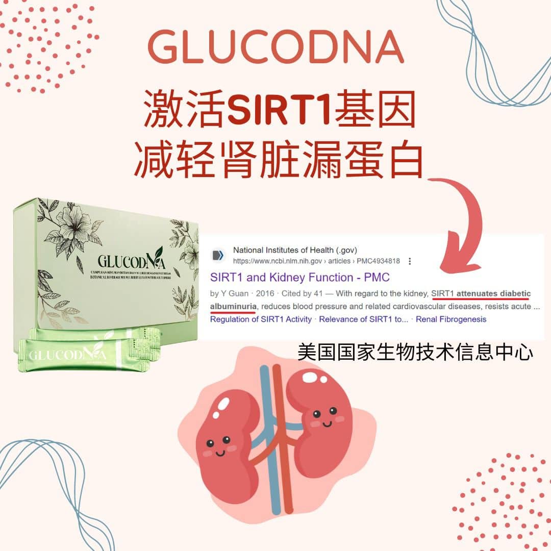 GlucoDNA激活肾脏基因减轻肾脏漏蛋白科学研究报告