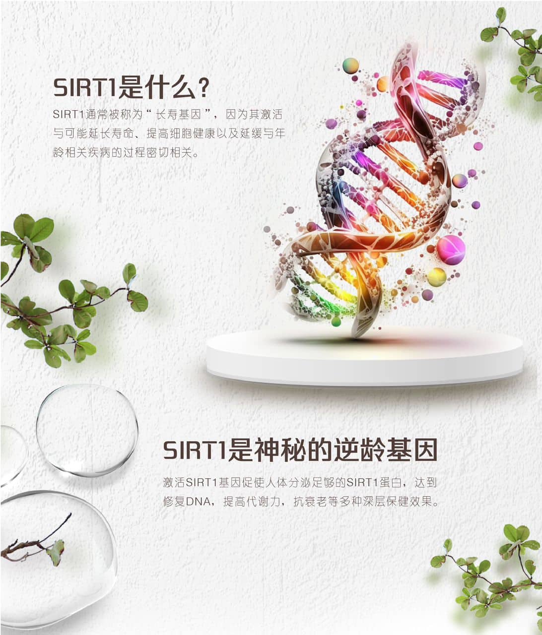 SIRT1是什么